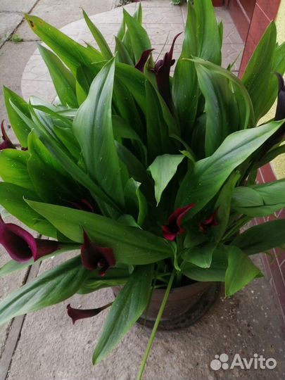 Калла клубни. Цвета: фиолетовый, оранжевый