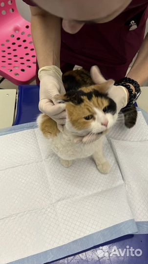 Черепаховая кошка