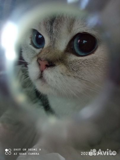 Шотланская кошка
