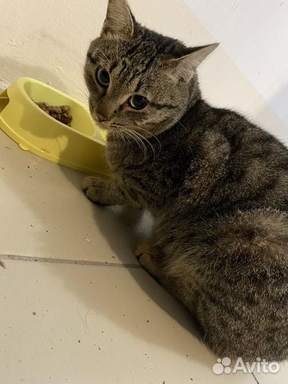 Кошка
