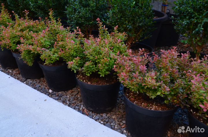 Барбарис тунберга Адмирейшн