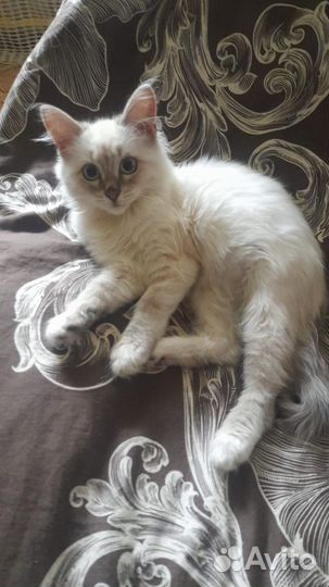 Красавчика в добрые руки