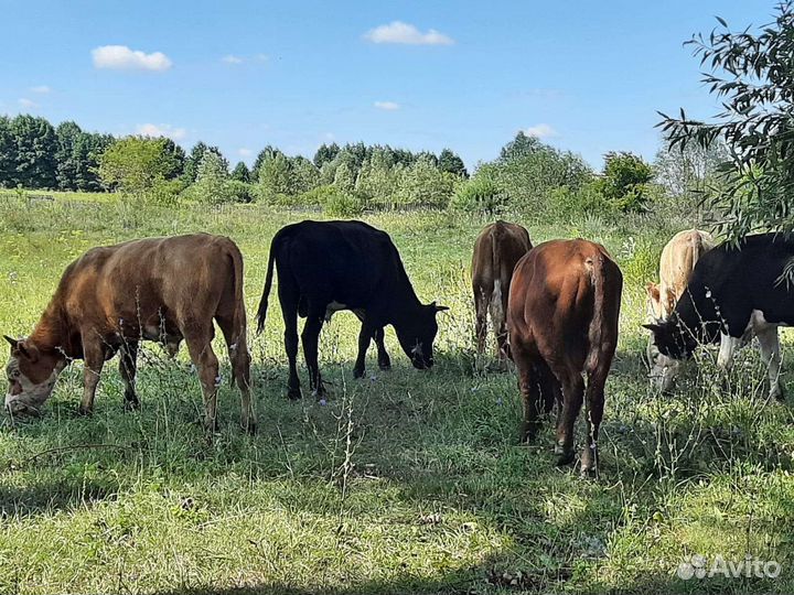 Бычки С личной фермы