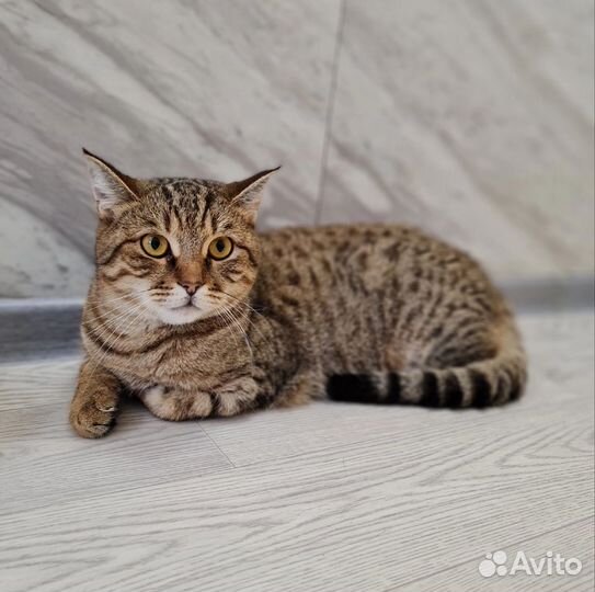 Кошка в дар бесплатно