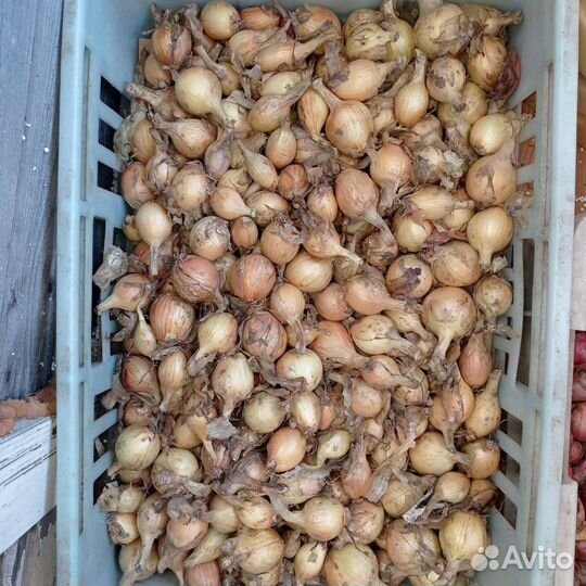 Лук шалот семейный