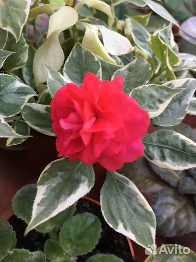 Бальзамин вариегантный