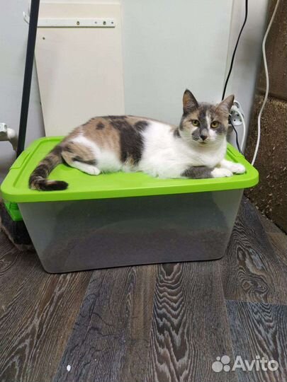 Кошка в добрые руки