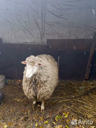 Баран куйбышевский - чистопородный