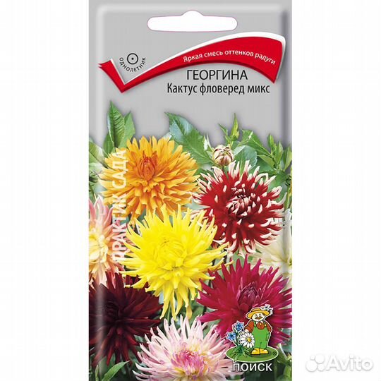 Георгина Кактус фловеред микс