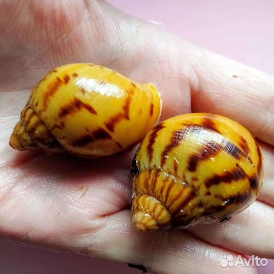 Архахатины