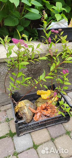 Садовый кустарник