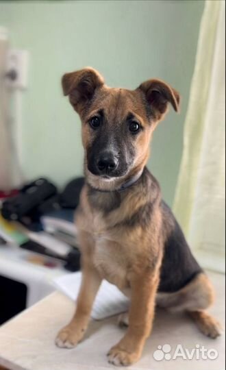 Шустрая девочка в добрые руки