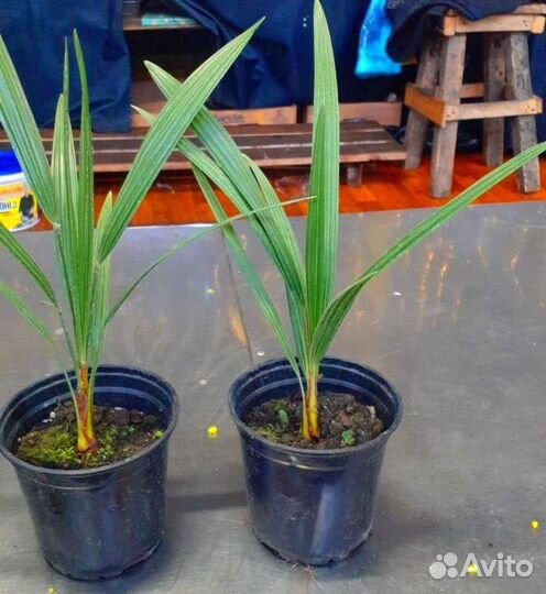 Хамеропс саженцы