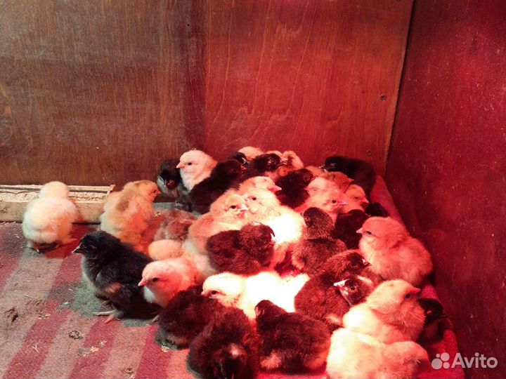 Цыплята
