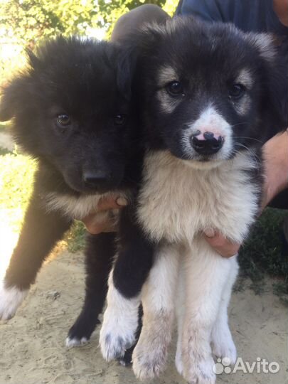 Щенки в дар