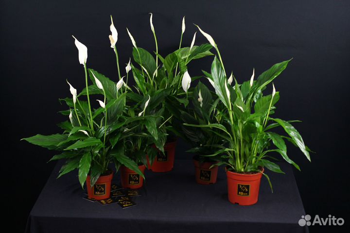 Спатифиллум\Женское счастье\Комнатные растения