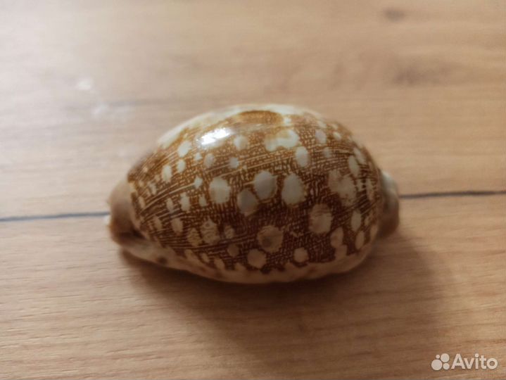 Морская раковина