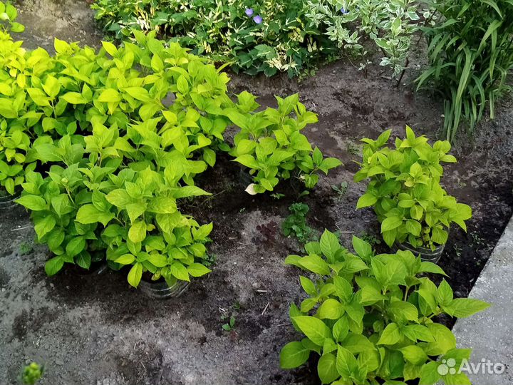 Гортензия в ассортименте