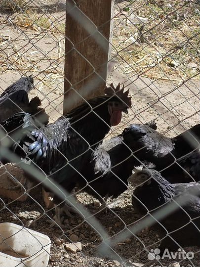 Инкубационные яйцо Ухей Илюй и Леггорн