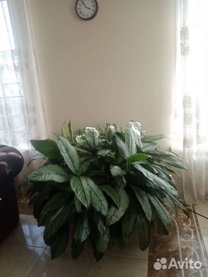 Аглаонема Фридман