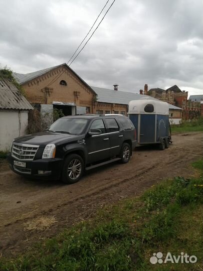 Перевозка лошадей, конеперевозка