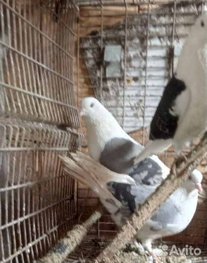 Продам летных голубей