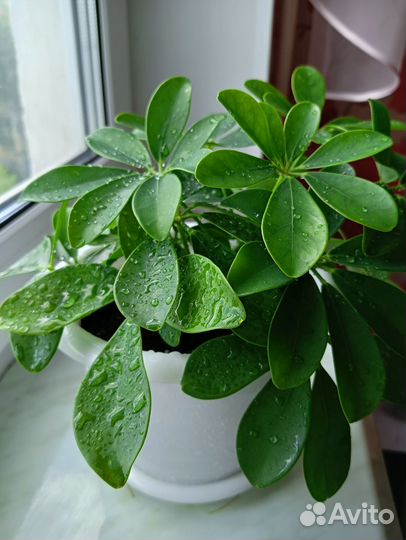 Комнатные цветы шефлера