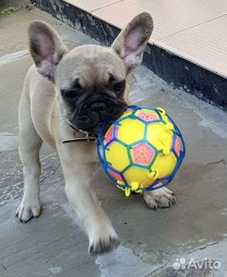 Передержка домашних животных