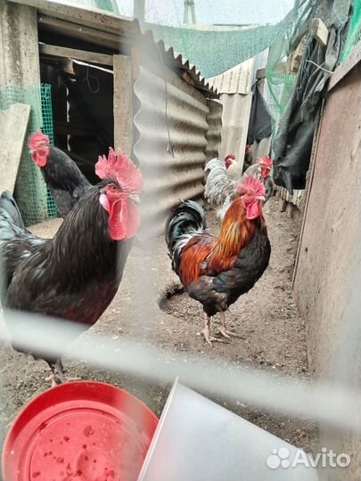 Молодые петухи