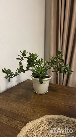 Толстянка, денежное дерево