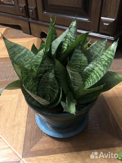 Сансевьера розеточная