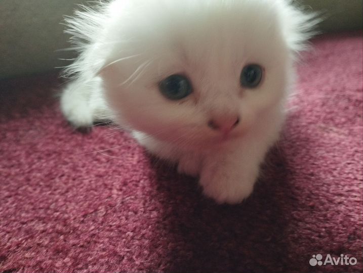 Хайленд фолд котята