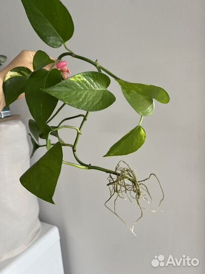 Эпипремнум