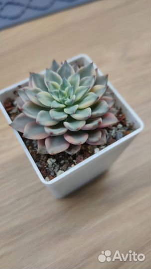 Редкие суккуленты москва