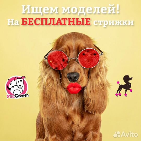 Стрижка собак и кошек Бесплатно