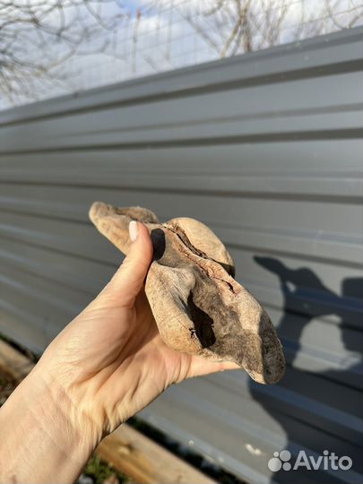 Коряги дрифтвуд набор