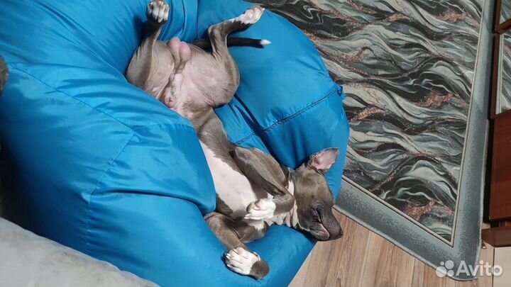 Стаффордширский терьер вязка