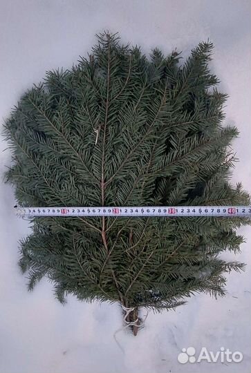 Пихтовые веники для бани