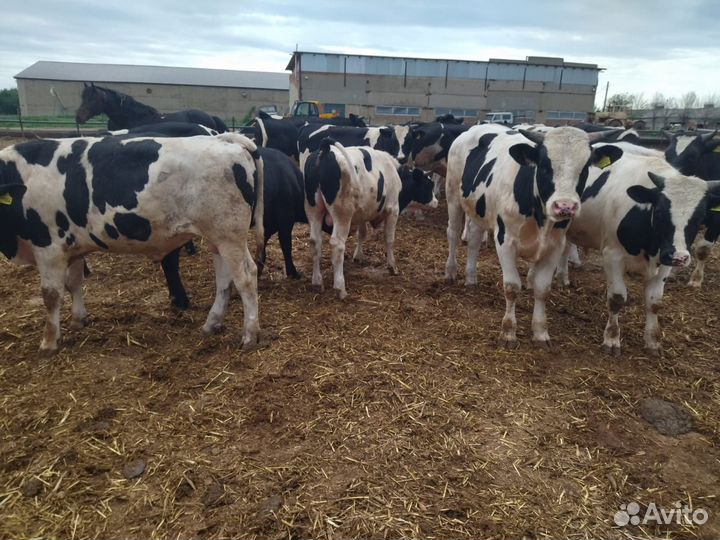 Быки на продажу