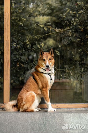 Собака в добрые руки