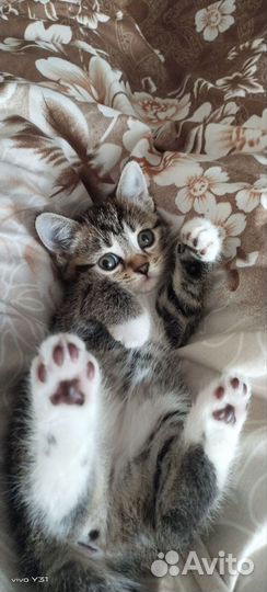 Курильский бобтейл