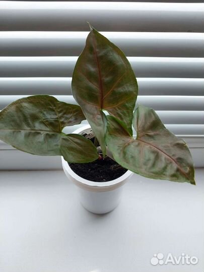 Комнатные цветы