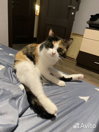 Отдам кошечку в добрые руки