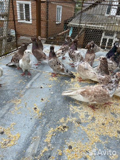 Голуби бойные, летные