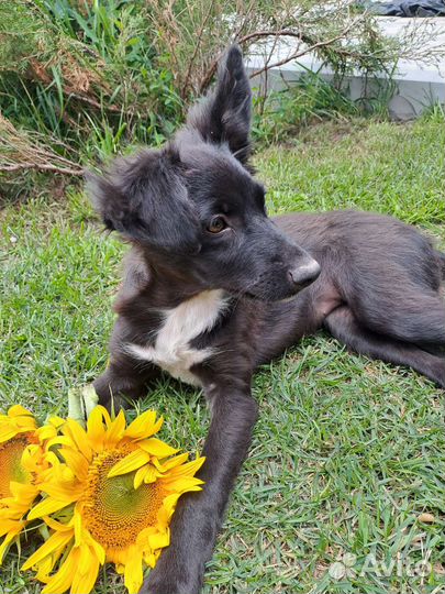 Собака в добрые руки щенок