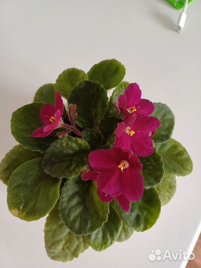 Фиалка в горшках