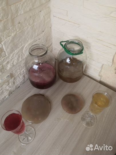 Чайный гриб на отдых