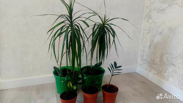 Замиокулькас (долларовое дерево) Драцена Маргината