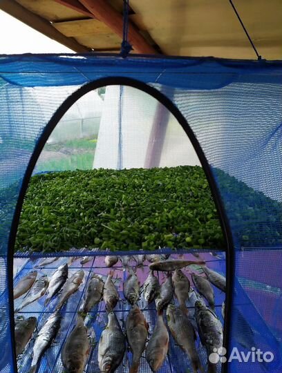 Сушилка для рыбы,фруктов,грибов 3, 5.полок