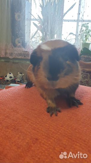 Морская свинка